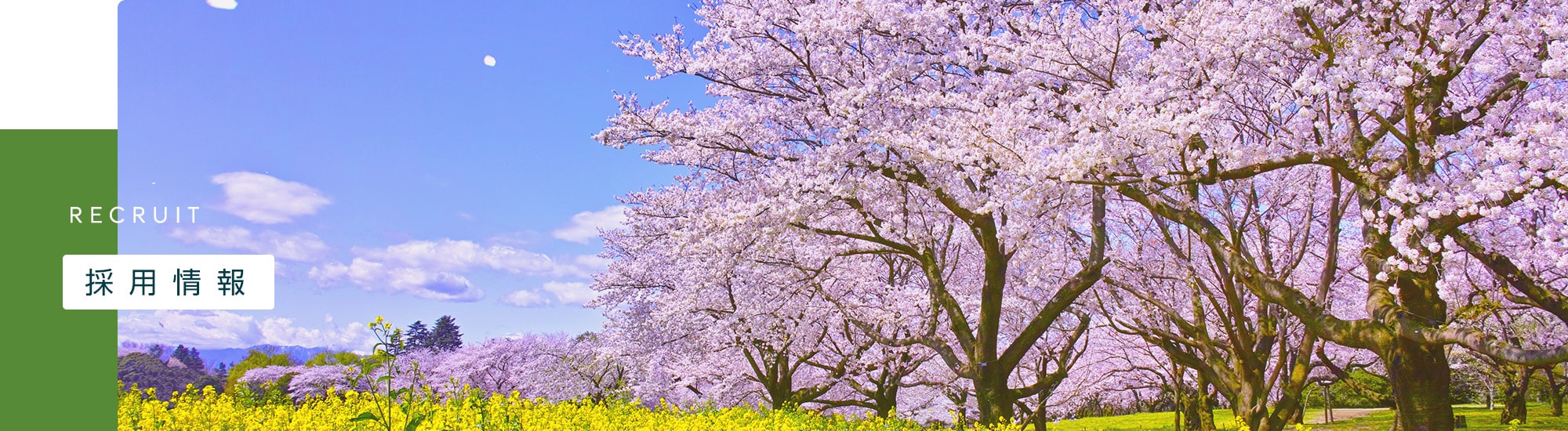 採用情報
