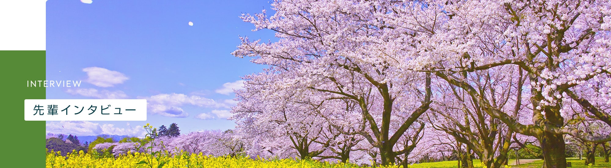 先輩インタビュー